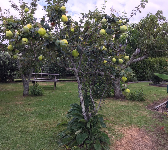 三月のガーデンクラブに参加しました／　Tastebuds Garden Club, March_e0310424_18062637.jpeg