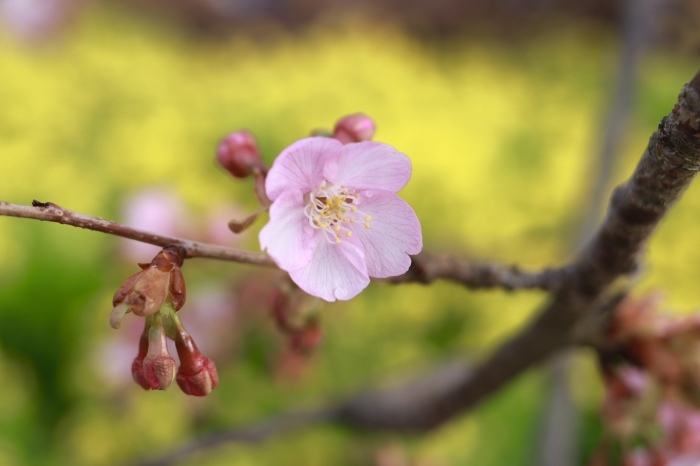 【まつだ桜まつり】_f0348831_21283487.jpg