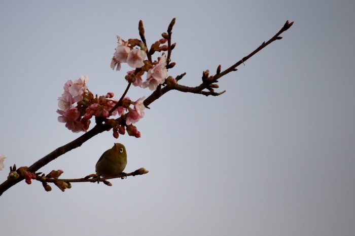 【まつだ桜まつり】_f0348831_21283834.jpg