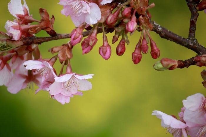 【まつだ桜まつり】_f0348831_21283983.jpg