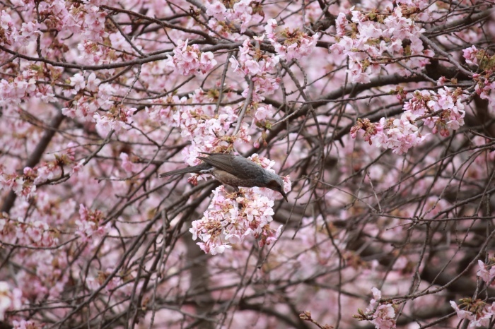 【まつだ桜まつり】_f0348831_21284081.jpg