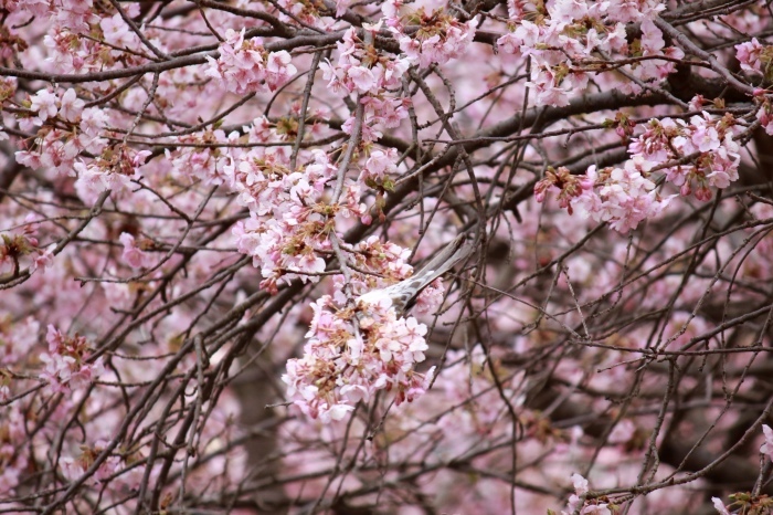 【まつだ桜まつり】_f0348831_21284624.jpg