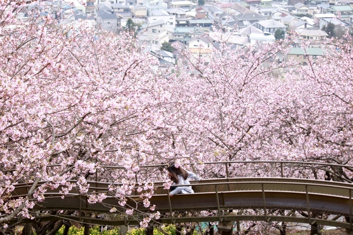 【まつだ桜まつり】_f0348831_21290495.jpg