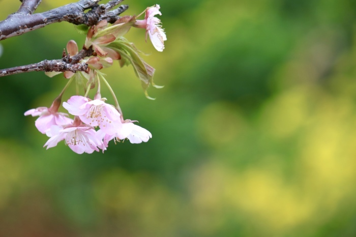 【まつだ桜まつり】_f0348831_21290587.jpg