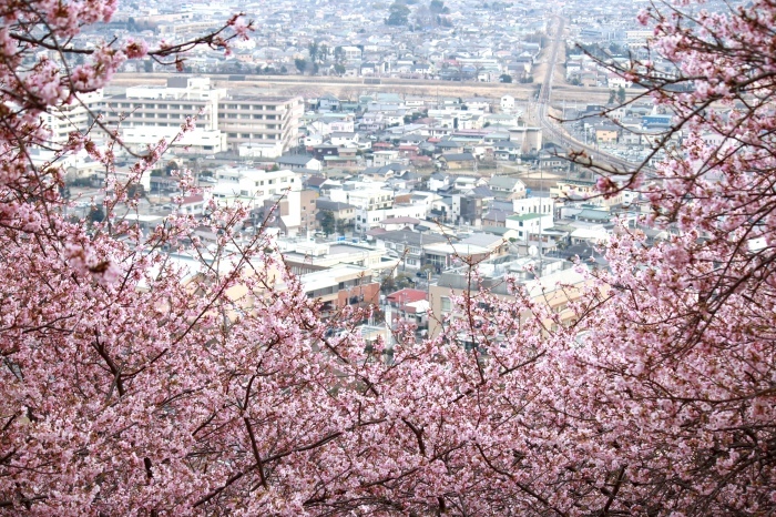 【まつだ桜まつり】_f0348831_21290609.jpg