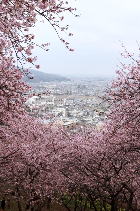 【まつだ桜まつり】_f0348831_21291105.jpg