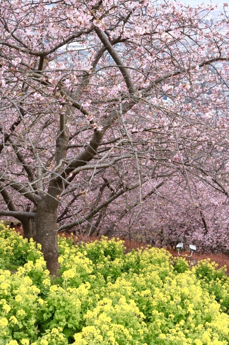 【まつだ桜まつり】_f0348831_21291644.jpg