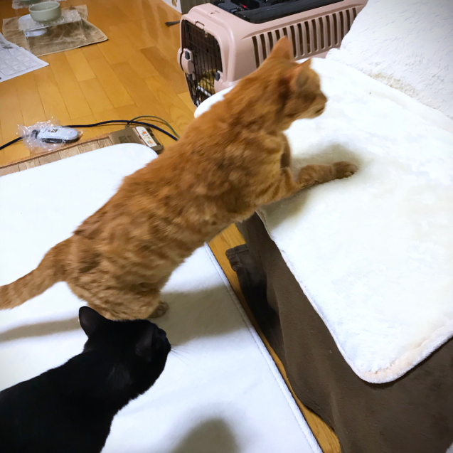 悩みながらも_d0355333_19461126.jpg