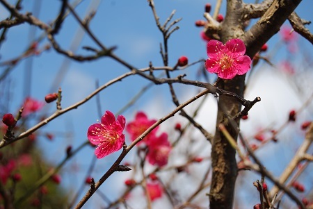 『森稲荷神社～風吹岩』岡本梅林公園の梅はまだ咲いているかな_c0218841_10560121.jpg
