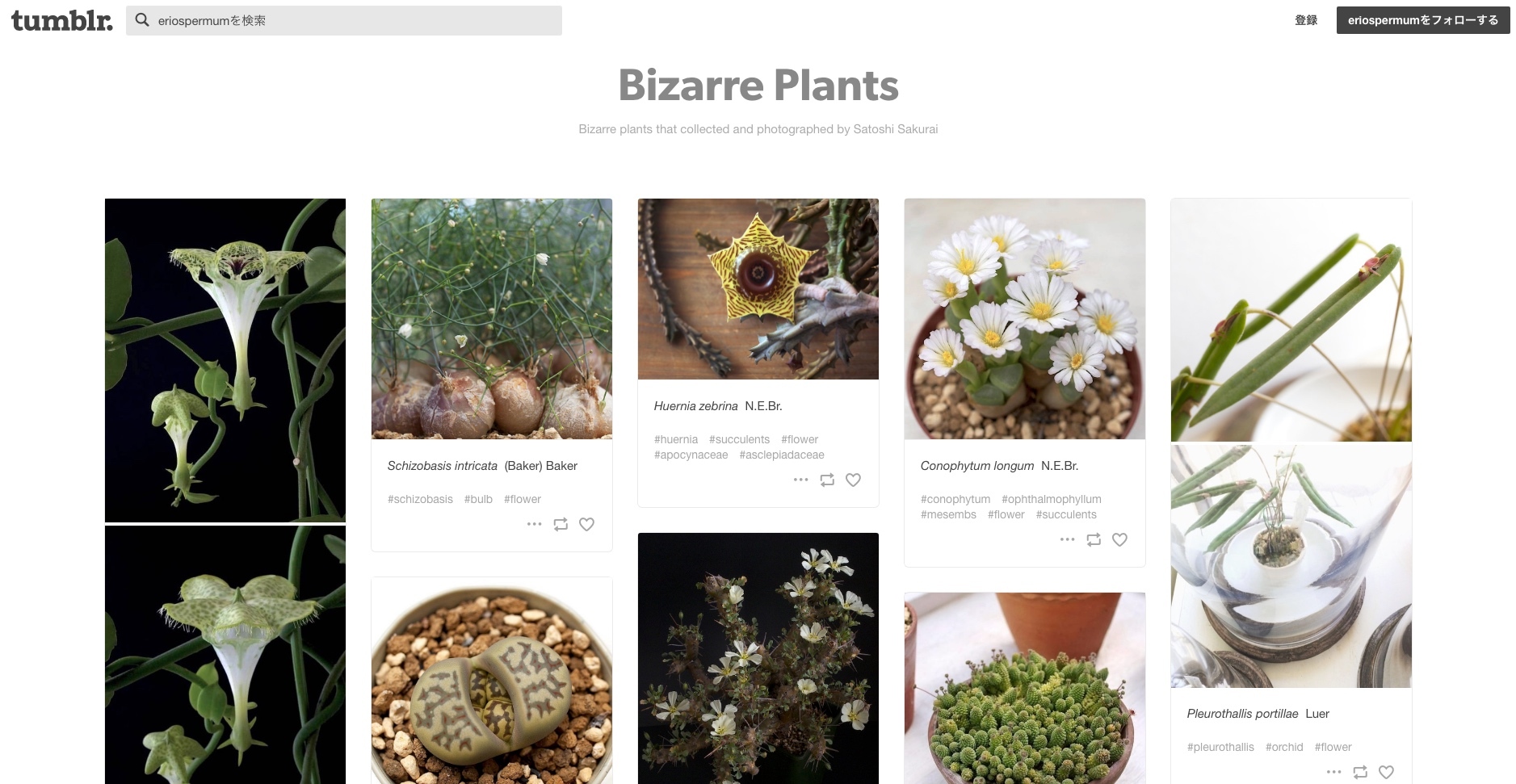 Bizarre Plants @ Tumblr._a0149642_15580207.jpg