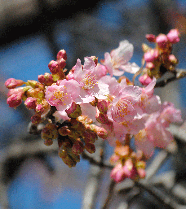 a0001354_20110469.gif