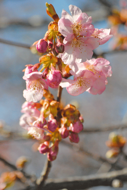 a0001354_20111666.gif