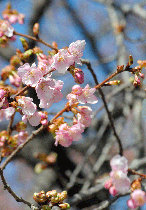 a0001354_20112630.gif