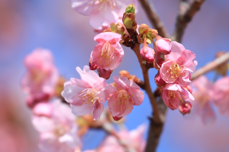 近所の河津桜♪_a0167759_14195919.jpg