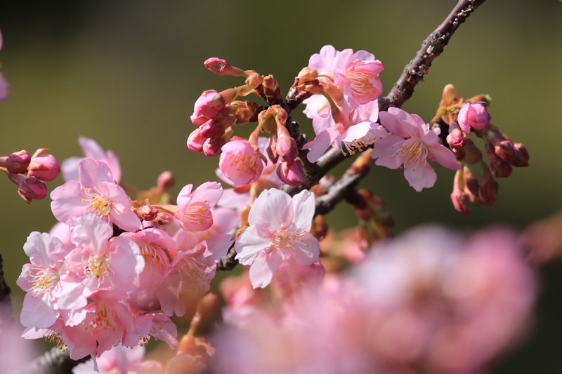 近所の河津桜♪_a0167759_14201562.jpg