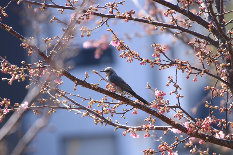 近所の河津桜♪_a0167759_1422954.jpg