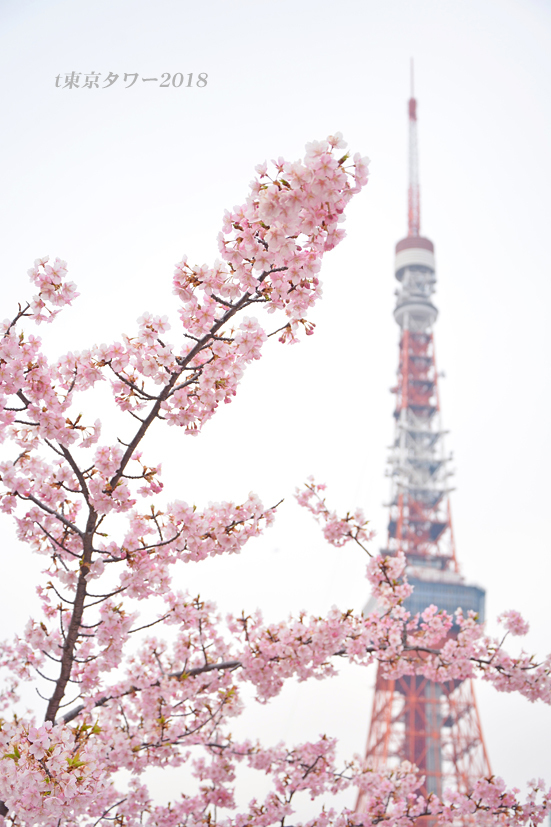 東京タワーを背景に 桜 - 写愛館