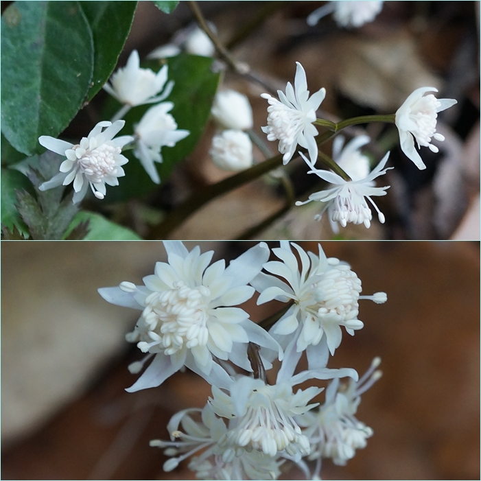 杓子ヶ峰登山・・・開花した天拝の妖精。_f0016066_17483062.jpg