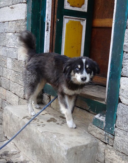 ネパールで野良犬に咬まれた話 ハスキーがやってきた