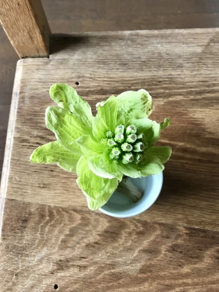 d0125776_17494829.jpeg