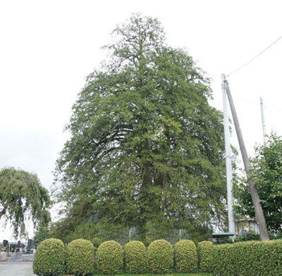 c0039487_16591042.jpg