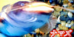 歴史捜査　安政江戸地震  2018.3.1_b0044404_17451431.jpg