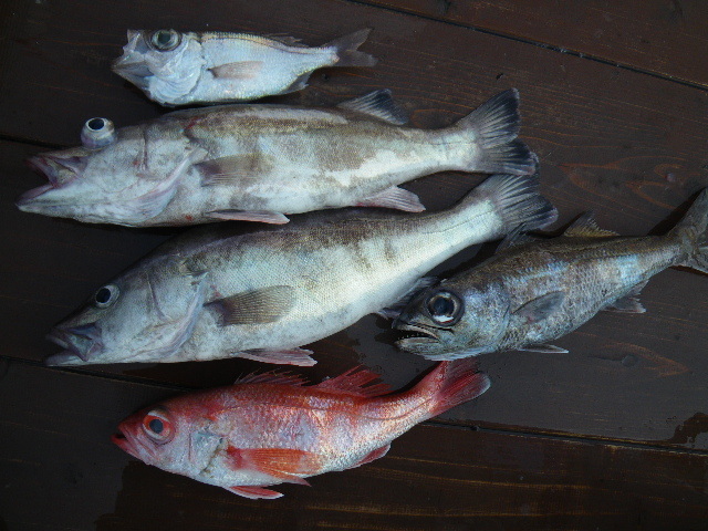 e0102422_20072016.jpg