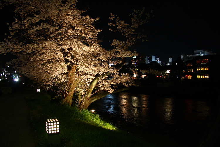 京都回顧 桜の佛光寺ライトアップ_b0169330_061862.jpg