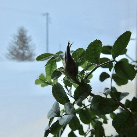 a0329935_08450514.jpeg