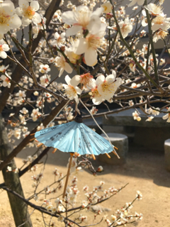 吉田松陰ゆかりの松下村塾と松陰神社へ_b0325640_11552523.jpg