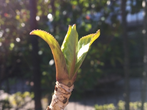 b0330040_20191356.jpeg