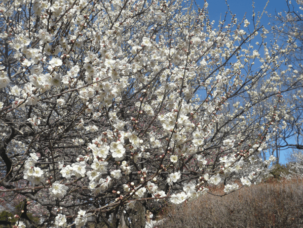c0365341_20534356.gif