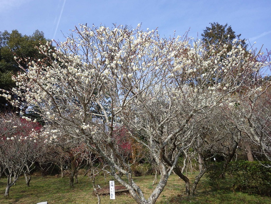 綱敷天満宮へ観梅_e0164643_13333190.jpg