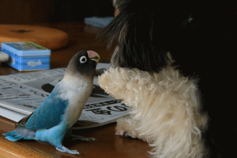 c0145250_10180517.gif