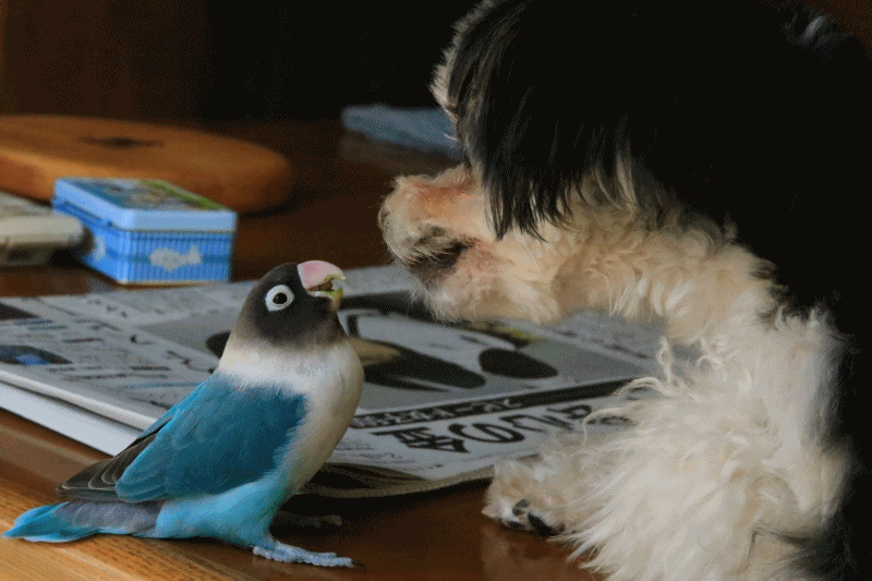 c0145250_10181456.gif