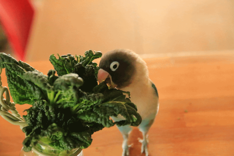 c0145250_15090560.gif