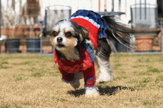 c0145250_15244086.gif