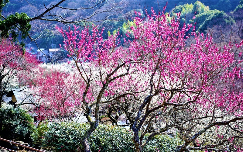 早春の伊豆　熱海梅園_e0256058_21575735.jpg