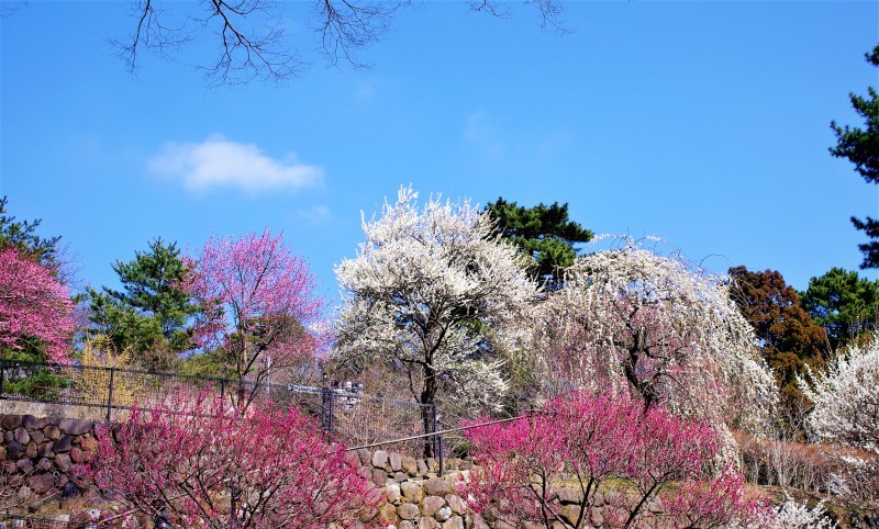 早春の伊豆　熱海梅園_e0256058_21584393.jpg