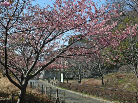 六国見山の河津桜7分咲き、今週末は絶好のお花見日和に3・1_c0014967_8444266.jpg