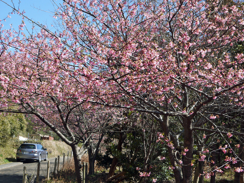 六国見山の河津桜7分咲き、今週末は絶好のお花見日和に3・1_c0014967_8445522.jpg