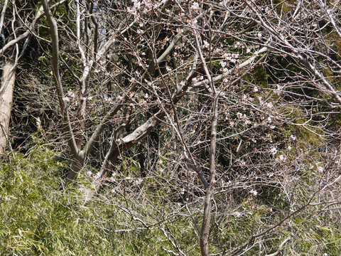 六国見山の河津桜7分咲き、今週末は絶好のお花見日和に3・1_c0014967_8452734.jpg