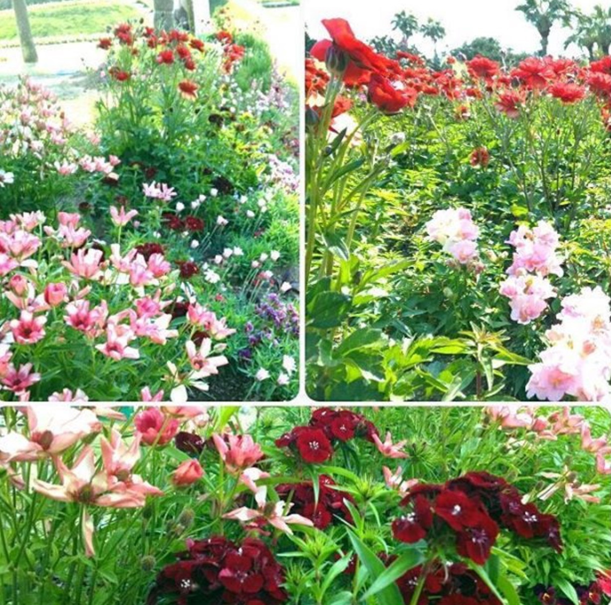 イベントのお知らせ・・・こどものくににラナンキュラスラックスが咲きますので、GardenLive_b0137969_06143930.png