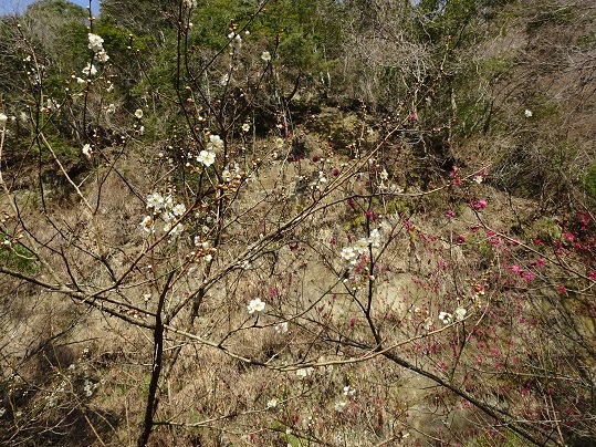 c0273271_16250511.jpg