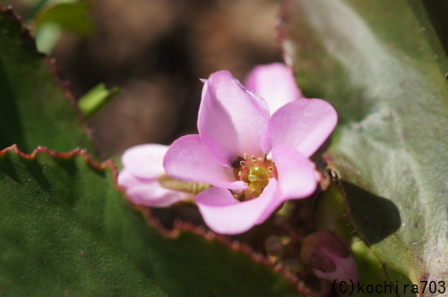 エリシマム開花_e0181373_20343242.jpg