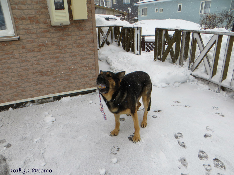 挫折！　除雪コンプリートならず_f0067179_11171421.jpg