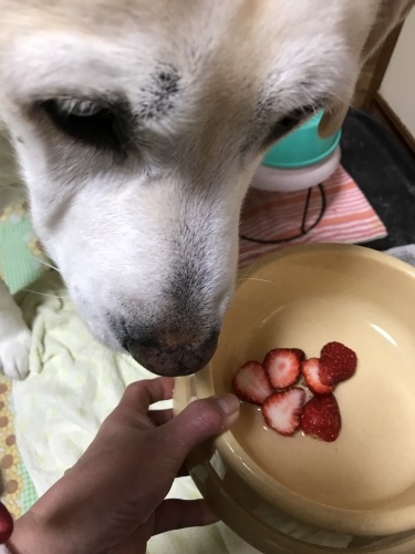 f0315081_22374542.jpeg
