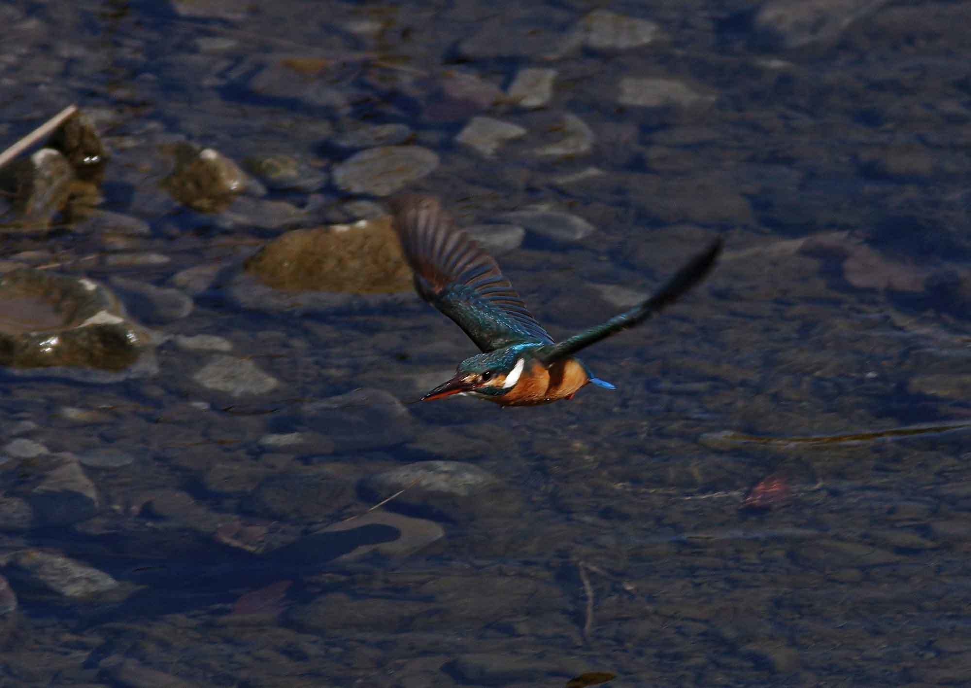 ２０１８年　３月　　野鳥_c0176183_15264279.jpg