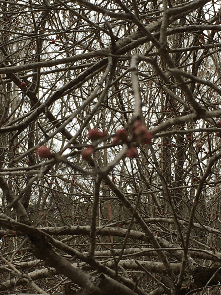 e0249086_12223129.gif