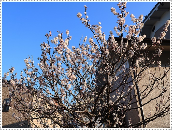 今年もさくらんぼの木に花がいっぱい 実もいっぱい生るかな さくらおばちゃんの趣味悠遊